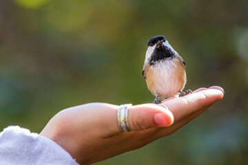 Tit resting on a hand at Burbank Pond near Danville. Canda.