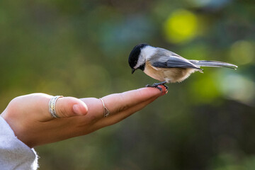 Tit resting on a hand at Burbank Pond near Danville. Canda.
