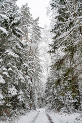 Winter forest with snow,Christmas background.covered frost trees snowdrifts. Magical winter forest. Natural landscape travel outdoors, hiking,spending time outdoors,winter travel,christmas forest.