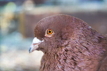 Close-up of pigeons raised in a farm