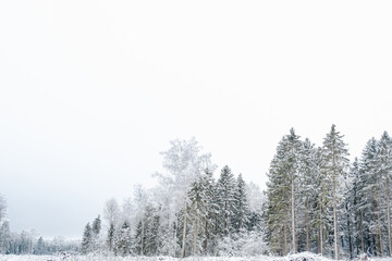 Winter forest with snow,Christmas background.covered frost trees snowdrifts. Magical winter forest. Natural landscape travel outdoors, hiking,spending time outdoors,winter travel,christmas forest.