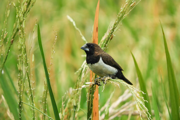 seed-eating birds, used to eat rice in the fields