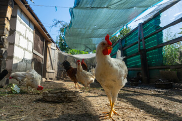 White chicken in the chicken coop yard. © Pavel