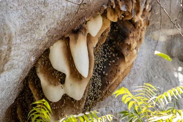 Foto op Canvas giant bees nest on a fallen African Baobab tree (Adansonia digitata) © Ian