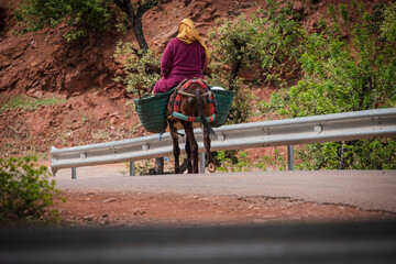 Berber woman riding a donkey, Ait Blal, azilal province, Atlas mountain range, morocco, africa