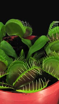 Time lapse of Venus flytrap (Dionaea muscipula) plant catching fly with ALPHA transparency channel isolated on black background, vertical orientation