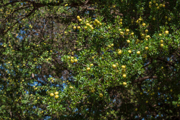 argan fruit, Isk n Mansour park, road from Essaouira to Agadir,morocco, africa