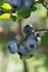 Blueberry field. Fresh organic blueberries on the bush. Fresh berries on the branch on a blueberry field farm. Great bilberry. Bog whortleberry