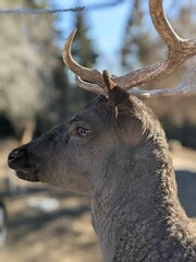 Close up of a deer buck 1