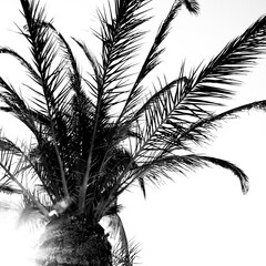 Black & White Palm Tree