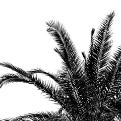 Black & White Palm Leafs