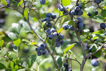 Blueberry field. Fresh organic blueberries on the bush. Fresh berries on the branch on a blueberry field farm. Great bilberry. Bog whortleberry