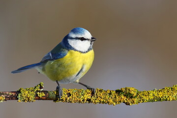 Blue tit