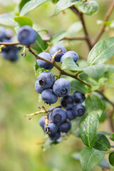 Blueberry field. Fresh organic blueberries on the bush. Fresh berries on the branch on a blueberry field farm. Great bilberry. Bog whortleberry
