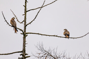 rotmilan auf lärchenbaum winter