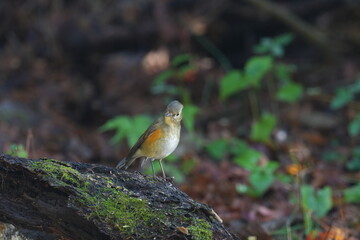 red flanked blue tail on a perch