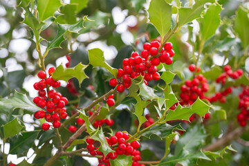 Christmas Holly red berries, Ilex aquifolium plant. Holly green foliage with mature red berries. Ilex aquifolium or Christmas holly. Green leaves and red berry Christmas holly, close up
