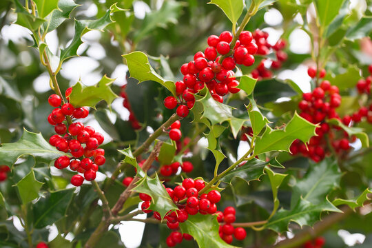 Christmas Holly red berries, Ilex aquifolium plant. Holly green foliage with mature red berries. Ilex aquifolium or Christmas holly. Green leaves and red berry Christmas holly, close up