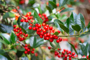 Obraz premium Christmas Holly red berries, Ilex aquifolium plant. Holly green foliage with mature red berries. Ilex aquifolium or Christmas holly. Green leaves and red berry Christmas holly, close up
