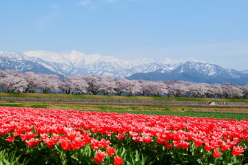 Obraz premium 春の四重奏として知られる舟川べり桜並木。朝日、富山、日本。4月中旬。