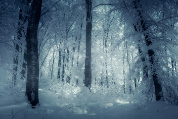 dark cold frozen winter woods