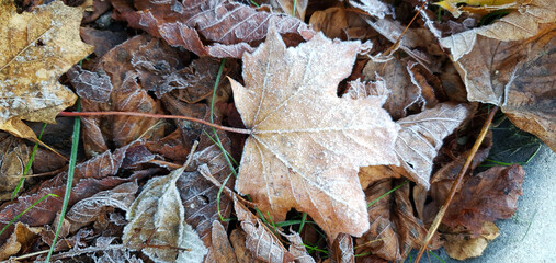 Hoarfrost on the leaves after the first autumn frost, Lodz, Poland.
