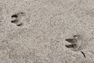 Dog footprints in the sand on the beach