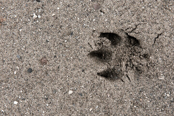 Dog footprints in the sand on the beach