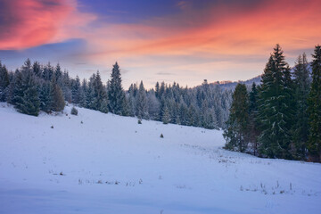 snow covered glade in coniferous forest. beautiful nature scenery at dusk. mountain landscape in winter