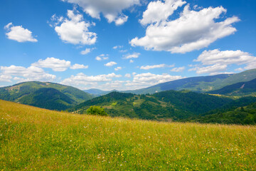 grassy field on the hill in carpathian countryside. beautiful mountain landscape in summer. warm sunny weather with puffy clouds on the blue sky at high noon