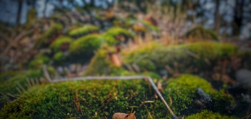 grass in the forest