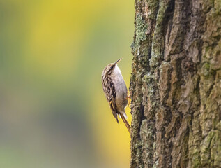 Short-toed treecreeper, Certhia brachydactyla, with cryptic plumage climbing on a tree trunk with furrowed bark in autumn, Germany