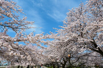 春の四重奏として知られる舟川べり桜並木。朝日、富山、日本。4月中旬。