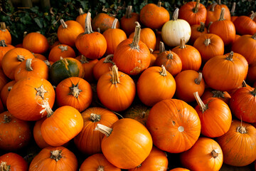 Obraz premium pumpkins for sale