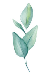 branch, leaves of eucalyptus, watercolor painting, hand drawing illustration, silver leaf