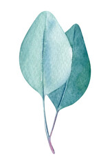 branch, leaves of eucalyptus, watercolor painting, hand drawing illustration, silver leaf