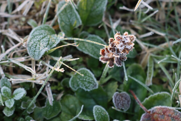Carpet bugle flowers covered by frost in the meadow on winter,. Ajuga reptans plant