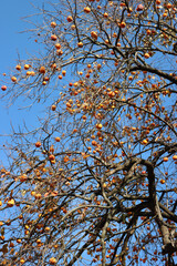 Old Persimmon tree with many orange ripe, fruits against blue sky. Diospyros kaki tree on winter season