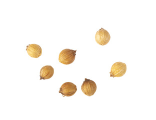 Coriander seeds isolated on transparent png