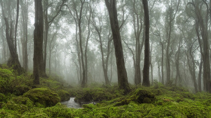 Fototapeta premium Mystical, foggy forest with towering trees and a babbling brook