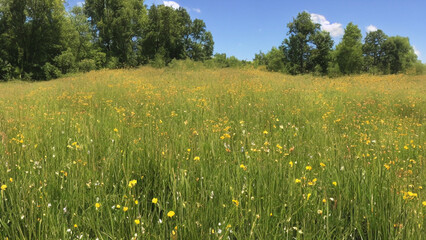Lush, green meadow with tall grasses and wildflower