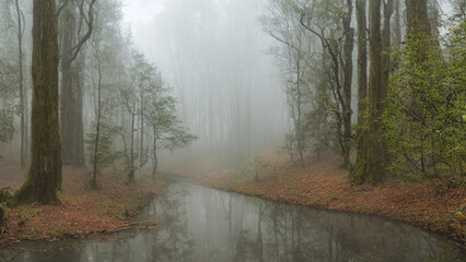 Mystical, foggy forest with towering trees and a peaceful stream