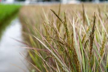 Black rice or rice berry in organic rice fields.