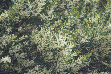 Naklejka na ściany i meble Flowers on a Acacia suaveolens plant growing in a garden