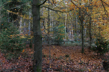 Herbstwald Stimmung 