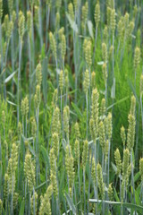 green rye fields in Lithuania with isolated sky