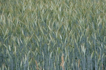 green rye fields in Lithuania with isolated sky