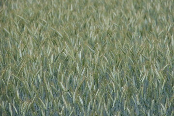 green rye fields in Lithuania with isolated sky