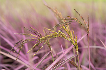 Black rice or rice berry in organic rice fields.