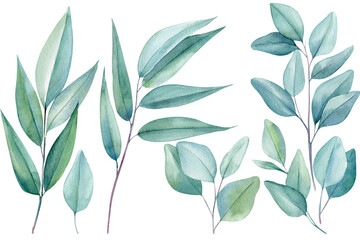 Set elements, branches and leaves of eucalyptus, watercolor hand drawing illustration, for wedding, greeting, fashion